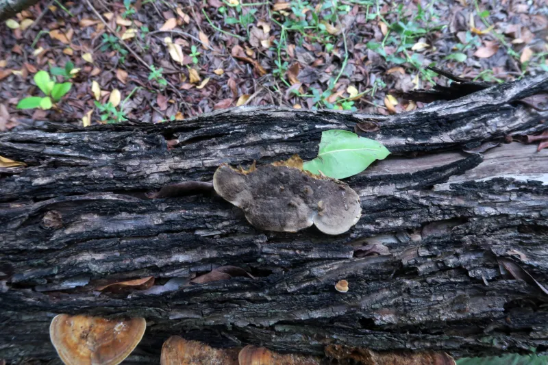 Cerrena caperata 2 - IMG_2161